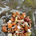 грибы на скалах